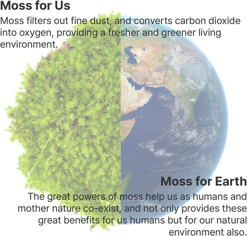 Moss Air - Living Moss Humidifier + Filter- White